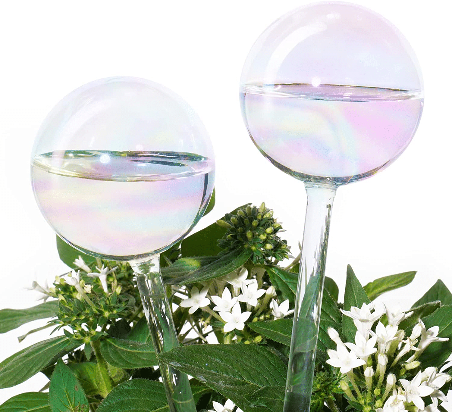 Tomorotec Clear Glass Self-Watering Bulbs Logo